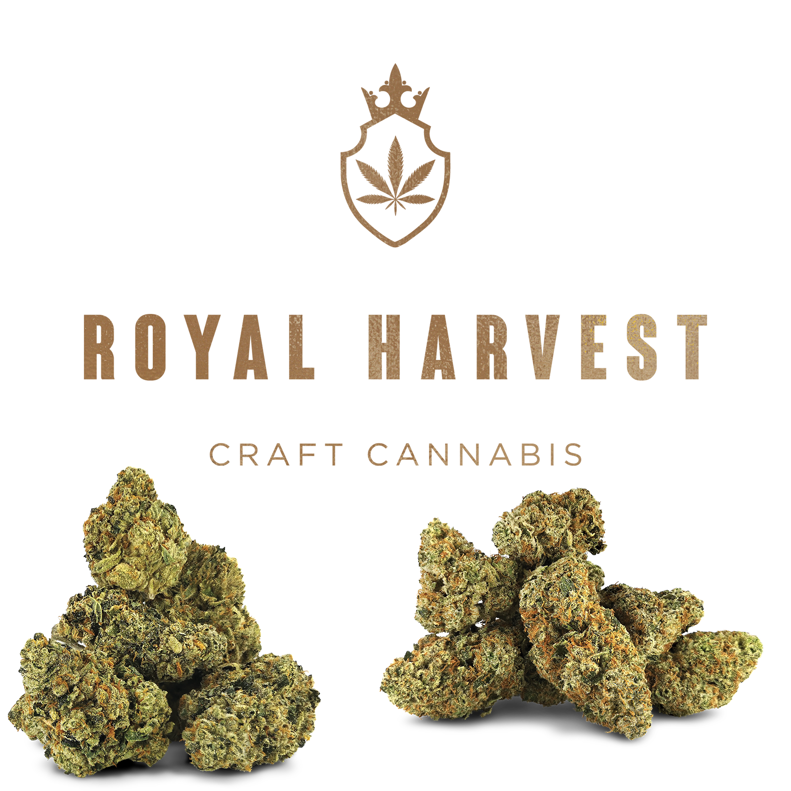 Award winning Royal Harvest Cannabis